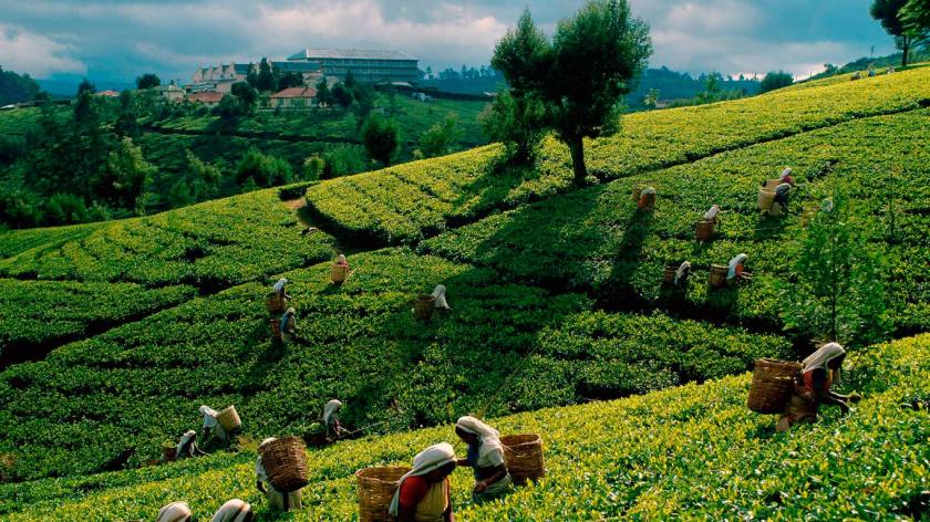 ceylon tea plantation